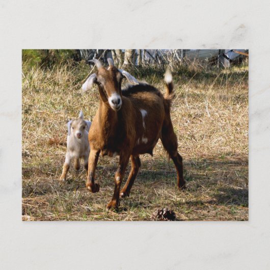 Briefkaart van Schattige geiten (Voorkant)