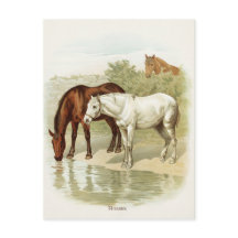  briefkaart van schattige paarden