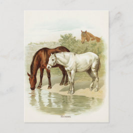  briefkaart van schattige paarden