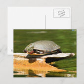 Briefkaart van schildpad (Voorkant / Achterkant)