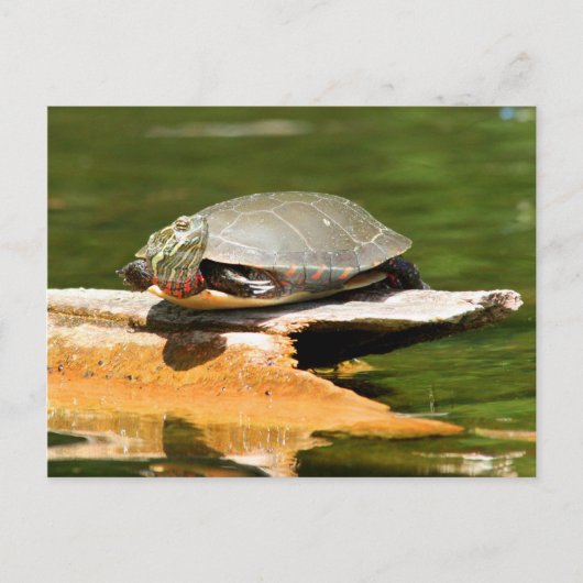 Briefkaart van schildpad (Voorkant)