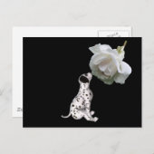 Briefkaart van schoonheidsonnocentie Dalmatian en  (Voorkant / Achterkant)