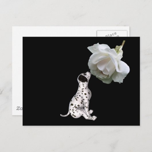 Briefkaart van schoonheidsonnocentie Dalmatian en (Voorkant / Achterkant)