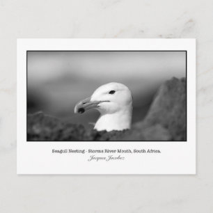 Briefkaart van Seagull Nesting