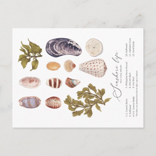 Briefkaart van Seashore Life (Voorkant)