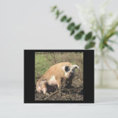 Briefkaart van Sheila. Mijn Big Fat Pig (Staand voorkant)