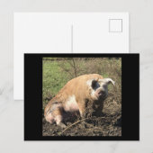 Briefkaart van Sheila. Mijn Big Fat Pig (Voorkant / Achterkant)