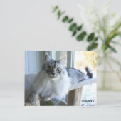 Briefkaart van Siberische kat Breed (Staand voorkant)