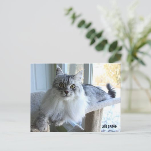 Briefkaart van Siberische kat Breed (Staand voorkant)