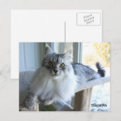Briefkaart van Siberische kat Breed (Voorkant / Achterkant)