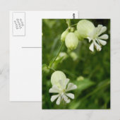 Briefkaart van Silene Vulgaris (Voorkant / Achterkant)