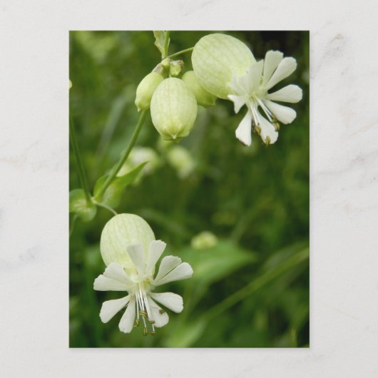 Briefkaart van Silene Vulgaris (Voorkant)