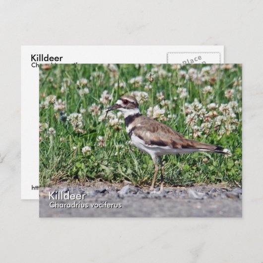 Briefkaart van slachtdieren (Voorkant / Achterkant)