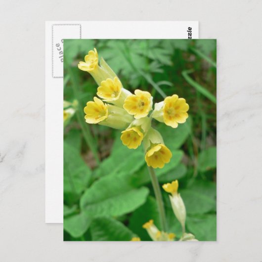 briefkaart van slipbloem (Voorkant / Achterkant)