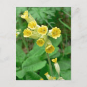 briefkaart van slipbloem (Voorkant)