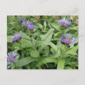 Briefkaart van snijbloemen (Voorkant)