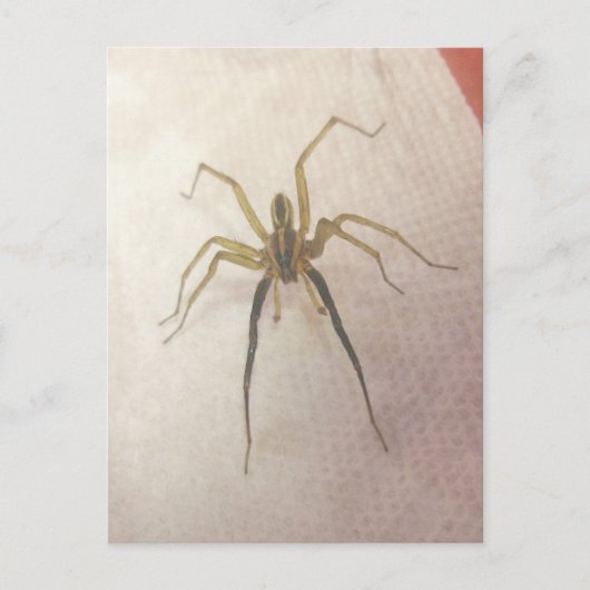 Briefkaart van spinnenmannetjes (Voorkant)