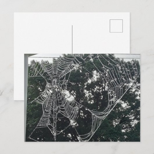 briefkaart van spinneweb (Voorkant / Achterkant)