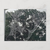 briefkaart van spinneweb (Voorkant)