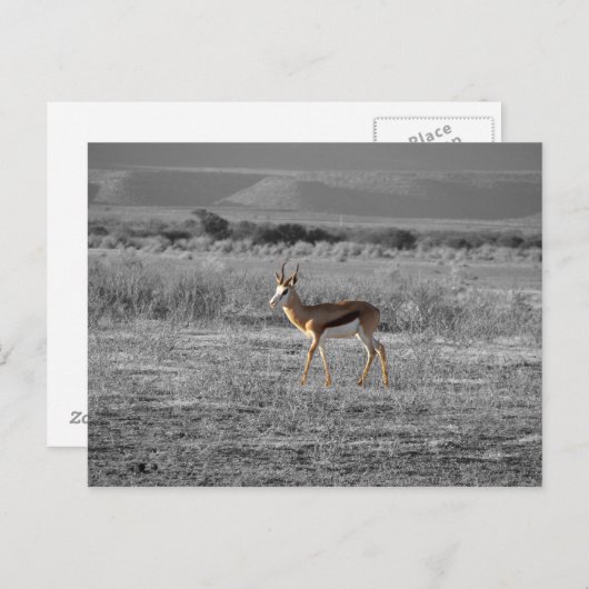 Briefkaart van Springbock (Voorkant / Achterkant)