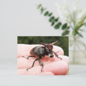 Briefkaart van stieren (Staand voorkant)