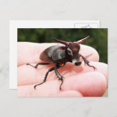 Briefkaart van stieren (Voorkant / Achterkant)