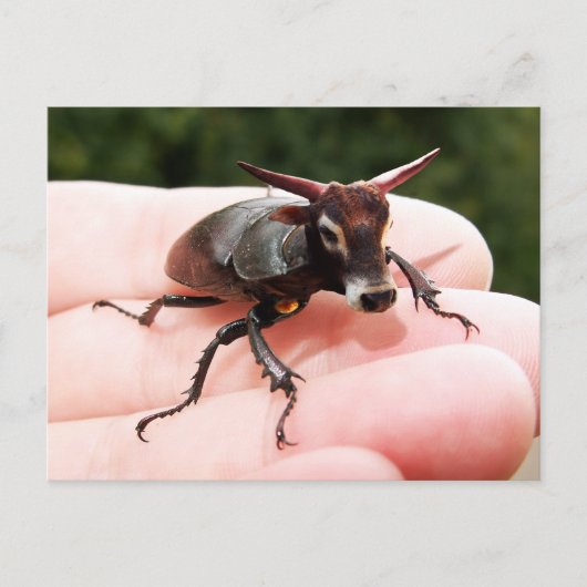 Briefkaart van stieren (Voorkant)