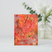 Briefkaart van suikergom (Staand voorkant)