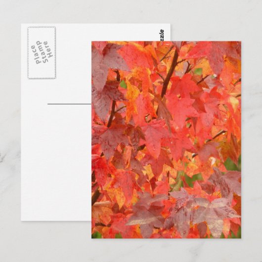 Briefkaart van suikergom (Voorkant / Achterkant)