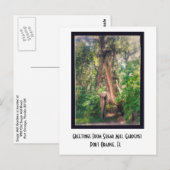 Briefkaart van suikermoer (Voorkant / Achterkant)