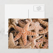 Briefkaart van suikerStarvis (Voorkant / Achterkant)