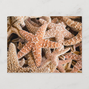 Briefkaart van suikerStarvis
