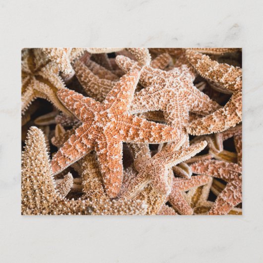 Briefkaart van suikerStarvis (Voorkant)