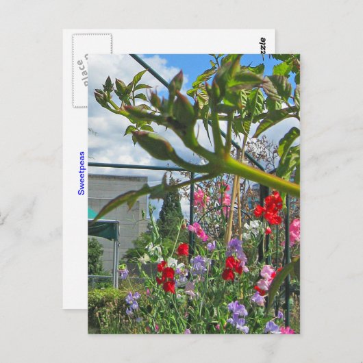 Briefkaart van Sweetpea Gala (Voorkant / Achterkant)