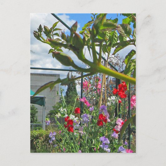 Briefkaart van Sweetpea Gala (Voorkant)