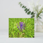 Briefkaart van Tassel-Hyacint (Staand voorkant)
