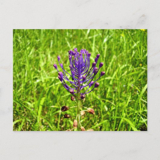 Briefkaart van Tassel-Hyacint (Voorkant)
