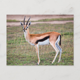 Briefkaart van Thomson-Gazelle