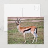 Briefkaart van Thomson-Gazelle (Voorkant / Achterkant)