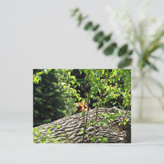 Briefkaart van Tiger Peek-a-boo (Staand voorkant)