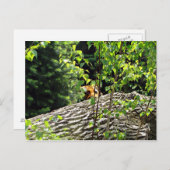 Briefkaart van Tiger Peek-a-boo (Voorkant / Achterkant)