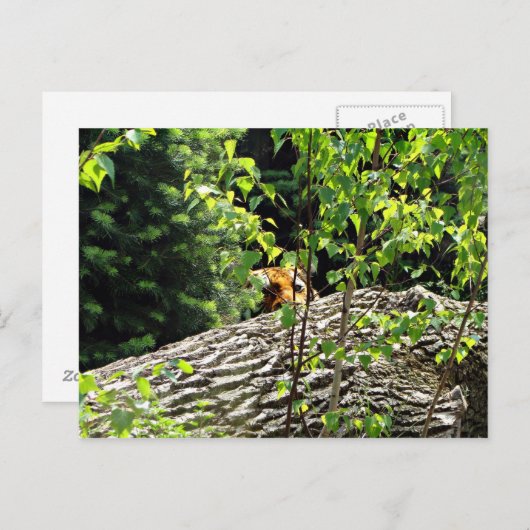 Briefkaart van Tiger Peek-a-boo (Voorkant / Achterkant)