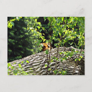 Briefkaart van Tiger Peek-a-boo