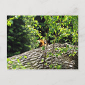 Briefkaart van Tiger Peek-a-boo (Voorkant)