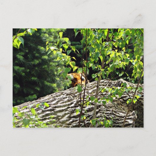 Briefkaart van Tiger Peek-a-boo (Voorkant)