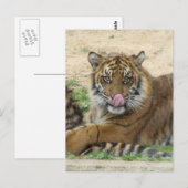 Briefkaart van tijger Cubs (Voorkant / Achterkant)