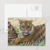 Briefkaart van tijger Cubs (Voorkant / Achterkant)