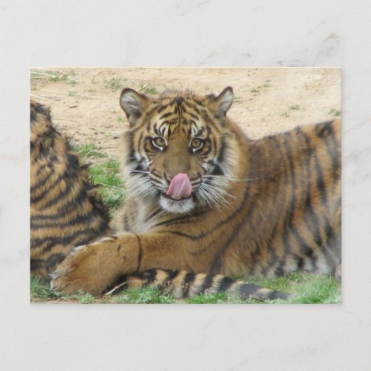 Briefkaart van tijger Cubs (Voorkant)