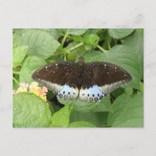  Briefkaart van tropische vlinder (Voorkant)