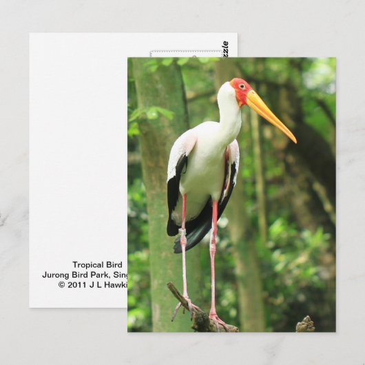 Briefkaart van tropische vogels (Voorkant / Achterkant)